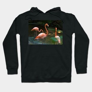 Flamingo Hoodie